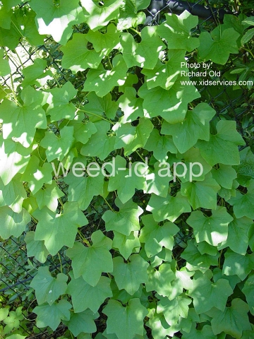 wild cucumber, western